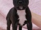 Chiots Staffordshire Bull Terrier LOF a donner