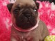  a donner contre bon soin chiot bouledogue français 