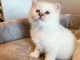 Magnifique chaton sacre de Birmanie