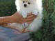 donne contre bon soin mes chiots de race spitz nain