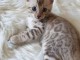 magnifique chaton Bengal disponible de suite 