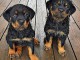 donne contre bon soin mes chiots de race rotweiller