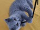 Nos merveilleux chatons Britsh Shortair