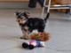 magnifique choit yorkshire terrier disponible pour adoption