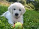 Golden Retriever non LOF a donne Gratuitement contre bon soin