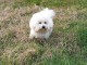 Magnifique chiot bichon en adoption pour de bonne famille