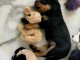 Mignons Intelligent Rottweiller a donner