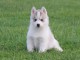 A donnez Chiot Chiot Siberian Husky a donnez 