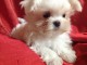 A donnez Chiot Bichon Maltais femelle