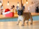 Magnifique chiots bulldog Français a adopter