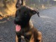 magnifique chiot malinois disponible 