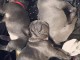 Magnifique chiots de bouledogue français pour Adoption 