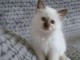 Magnifique chaton sacré de birmanie en adoption