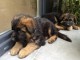 Chiots Berger Allemand Poil Long