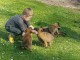 Chiots Berger Malinois a Donner