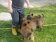 Chiots Malinois a Donner