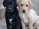 Donne contre bon soin les chiots les chiots de race labrador retr