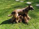 Chiots Berger Malinois a Donner