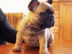 magnifique chiot bouledogue Français disponible de suite