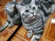 Deux chatons tigres en adoption