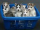 Magnifique chiots de Husky Sibérien pour Adoption 