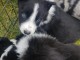 Magnifiques Chiots Border Collie Pure Race