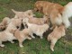  Magnifiques Chiots Golden Retriever Pure Race