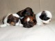 Magnifiques Chiots Shih Tzu Pure Race