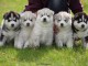 Magnifiques Chiots Husky Siberien Pure Race