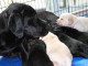  Magnifiques Chiots Labrador Retriever Pure Race