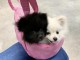 ADOPTION CHIOTS SPITZ NAIN