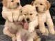 Adorables  chiots golden retriever  disponible pour adoption.