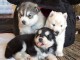 Adorables  chiots husky sibérien  disponible pour adoption.