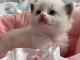 Adorables  chatons ragdoll disponible pour adoption.