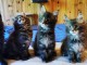 4 chaton main coon a donner