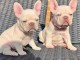 Magnifique chiots de bouledogue français pour Adoption 