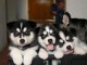  Superbes chiots Husky siberien