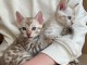 Adorables  chatons BENGAL  disponible pour adoption.