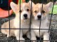 Chiots Welsh Corgi Pembroke