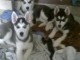  Superbes chiots Husky siberien