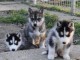  Superbes chiots Husky siberien