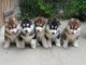  Superbes chiots Husky siberien