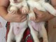  Superbes chiots Husky siberien