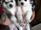  Superbes chiots Husky siberien