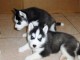  Superbes chiots Husky siberien