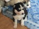  Superbes chiots Husky siberien