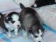  Superbes chiots Husky siberien