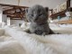 Adorables  chatons chartreux  disponible pour adoption