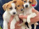 Adorables  chiots jack Russel  disponible pour adoption