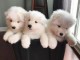  chiots de race samoyede